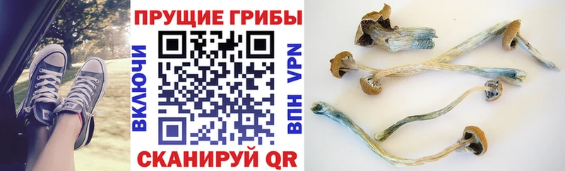 Купить закладки  Шатура  Псилоцибиновые грибы Psilocybine cubensis 